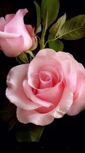 Pin By Fernando C Vasquez On Wall Paper Beautiful Roses Beautiful Rose Flowers Rose Flower