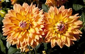 Jenny parish specialist dahlia grower 195 mathison rd winchelsea vic 241 telephone: Adlerstein Semi Cactus Dahlias Clippix Etc Educational Photos For Students And Teachers