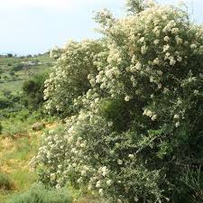 Image result for Buddleja saligna