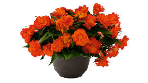 Image result for Begonia
