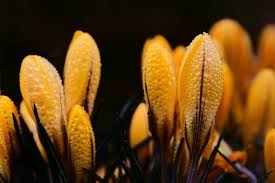 Jadi jawaban yang tepat adalah bola mengalami gerak lurus berubah beraturan diperlambat. 30 Contoh Soal Peluang Sebuah Kejadian Dan Jawabannya Lengkap Masharist