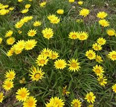Image result for Gazania krebsiana