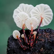 Image result for Strobilurus conigenoides