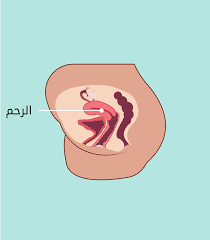 المهبل والأعضاء الداخلية - الحب ثقافة