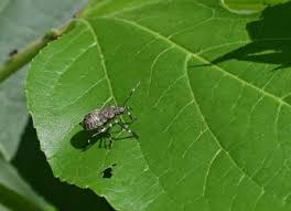 Leaf insects are closely related to stick insects and hide from predators by looking like leaves. Scottish Growers Must Remain Vigilant About Stink Bug Threat The James Hutton Institute