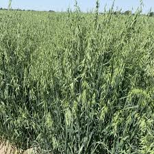 Image result for Tricalysia semidecidua