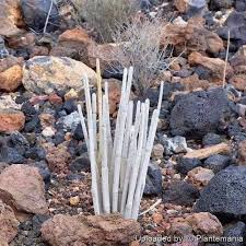 Image result for Ceropegia circinata