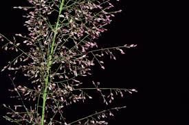 Image result for Eragrostis patula