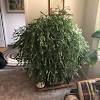 While you can plant christmas cactus outside, it's not a good idea since they're picky about temperature and 1 taking and rooting cuttings. 1