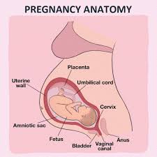 Diagram showing pelvic floor and bladder pressure during long sitting and standing at work