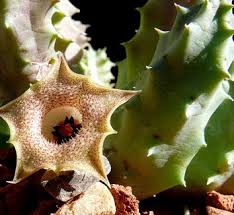 Image result for Huernia levyi