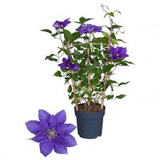 We did not find results for: Nolina Clematis Boulevard Blue Nolina Kwekerijen