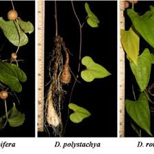 Image result for Polystachya villosa