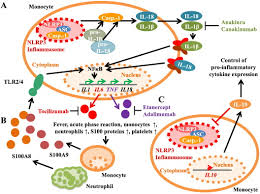 Sıklıkla 5 yaş ve altı çocuklarda başlama eğiliminde olmakla birlikte tüm çocuk yaş gruplarında sjia, jia'nın en nadir görülen tiplerinden biridir. Current Understanding Of The Pathophysiology Of Systemic Juvenile Idiopathic Arthritis Sjia And Target Directed Therapeutic Approaches Sciencedirect