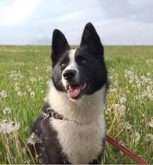 Image result for karelský medvědí pes