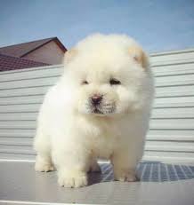 25 Most Amazing White Chow Chow Dog Pictures And Photos