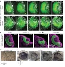 Effectuer une recherche dans : Concerted Action Of Neuroepithelial Basal Shrinkage And Active Epithelial Migration Ensures Efficient Optic Cup Morphogenesis Elife