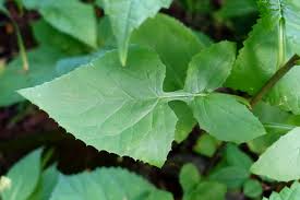 Image result for Lactuca glandulifera