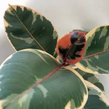Image result for Ficus elastica