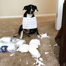 Animal house has been a family run business for 30 years. Toilet Paper Thief Cute Dogs Cutedogs Dog Pets Babblepets Beagle Animal Shaming Beagle Dog