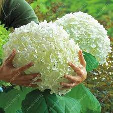 20 Pcs Bag Hydrangea Seed Bonsai Flower Seeds China Hydrangea Perennial Garden Flowers Seeds Outdoor Plant Pot Hydrangea Garden Naturlig Have