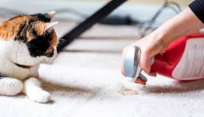 Older cats may have joint pain that makes posturing to defecate or entering the. Why Is My Cat Pooping On The Floor Rehome By Adopt A Pet Com