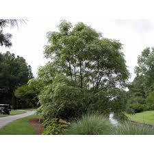 Image result for Melia azedarach