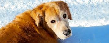 If your dog's behavior leads you to believe that he or she might be. The Cancer Risk For Purebred Dogs Wsj