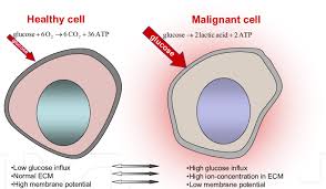 The definition of malignant is something evil or intending harm, a tumor that is spreading an example of malignant is a cancerous tumor that is growing. Differences In Healthy And Malignant Cells Download Scientific Diagram