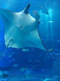 美ら海水族館 majestic sea flap flap under the sea sea flap flap