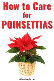Poinsettia Plant Care Tips Trillium Living Poinsettia Plant Plants Poinsettia