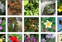 Akar serabut berupa rizoma, ujung akar dilindungi kaliptra. Yang Termasuk Tumbuhan Berkormus