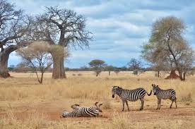 Safari Soles Tours: Best Safari ...