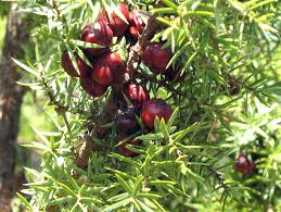 L'azione depurativa e astringente dei principi attivi contenuti nell'olio di ginepro sul viso possono ridurre i problemi di acne, pelle grassa. 24 Ginepro Rosso Italian Botanical Trips