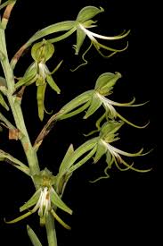 Image result for Bonatea antennifera