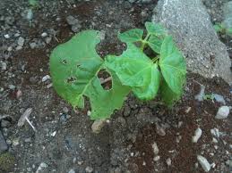 Pictures of my bug eating plants. Getting The Slugs Out Naturally Natural Bug Repellent Organic Bug Spray Garden Bugs