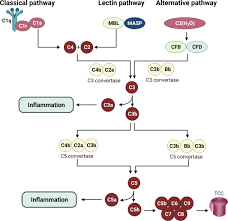 Image result for Complement Pathway