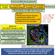 Disease of the kidney can be generally classified as acute or chronic. Targeted Vegf Vascular Endothelial Growth Factor Therapy Induces Long Term Renal Recovery In Chronic Kidney Disease Via Macrophage Polarization Hypertension