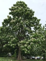 Image result for Catalpa
