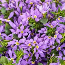 Image result for Scaevola