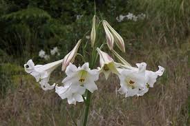 Image result for Lilium formosanum