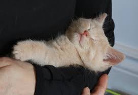 Thank You Leslie Abrams/ Get Yoga!