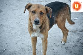 I can't take care of my cat anymore and i would like to know where i might find a no kill animal shelter in or near macomb county michigan. Do No Kill Shelters Really Benefit Animals Kqed