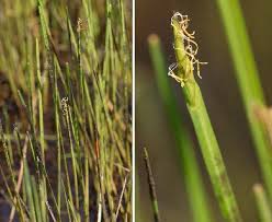Image result for Eleocharis acutangula