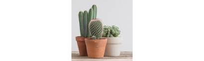 Con las espinas se protegen contra depredadores, ayudan a la los cactus son muy importantes en los ecosistemas secos (áridos) ya que dan protección a gran cantidad de especies. Comprar Cactus Y Planta Crasa Germigarden Germinova S A
