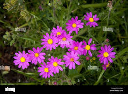 Image result for Senecio elegans