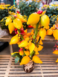 Image result for Solanum mammosum