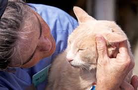 Choose from contactless same day delivery, drive up and more. Cat Grooming Tips Aspca