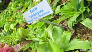 Daun pokok cekur manis adalah popular sebagai sayuran di malaysia. 1001 Manfaat Daun Cekur Untuk Kesihatan Tubuh Yang Ramai Masih Belum Tahu Impiana