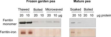 A 100 calories serving of peas contains more protein than a whole egg or tablespoon of peanut butter. The Stage Of Seed Development Influences Iron Bioavailability In Pea Pisum Sativum L Scientific Reports